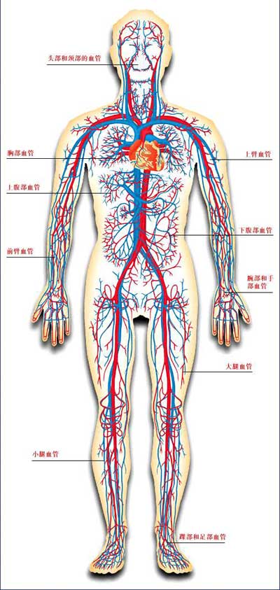 中医知识人体五脏六腑血管骨骼及神经分布图解