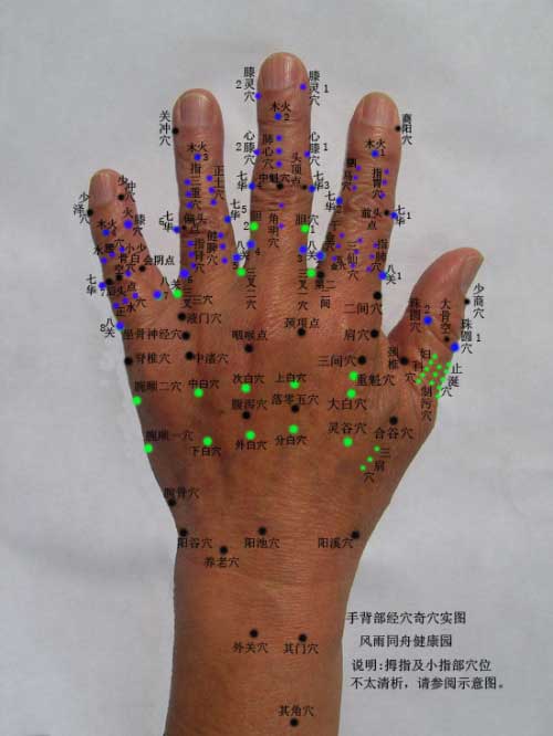传统经穴\手反射区 共计155个穴位(手掌有84个穴位\手背有71个穴位)