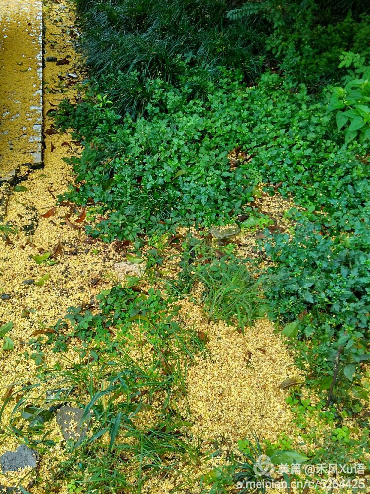 秋风秋雨起花落满地时秋风秋雨起,花落满地时.