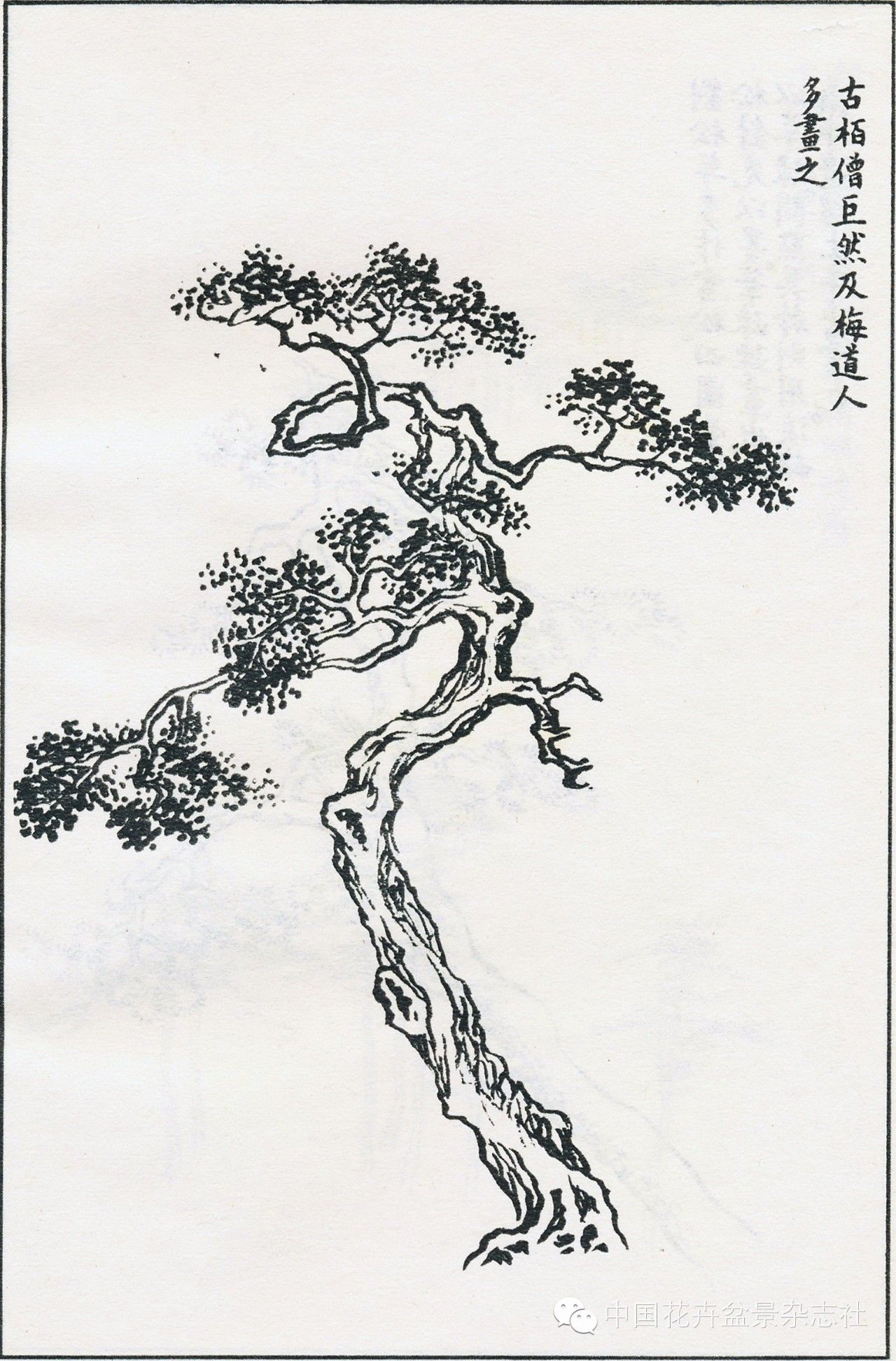 图11 《芥子园画传》中的柏树