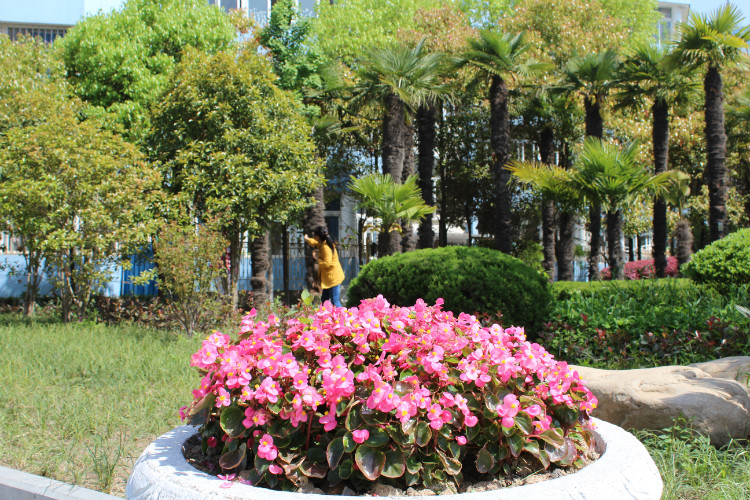 这是本人拍摄的南通市通州区实验小学内花园中的香樟树.