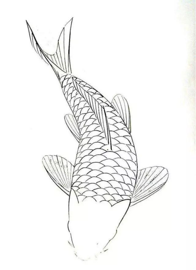 白描线稿,各种鱼的画法