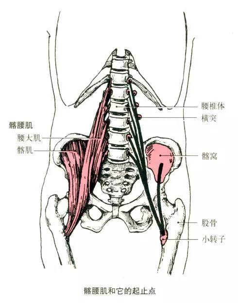 起点:第2～5骶椎前侧面. 止点:股骨大转子.
