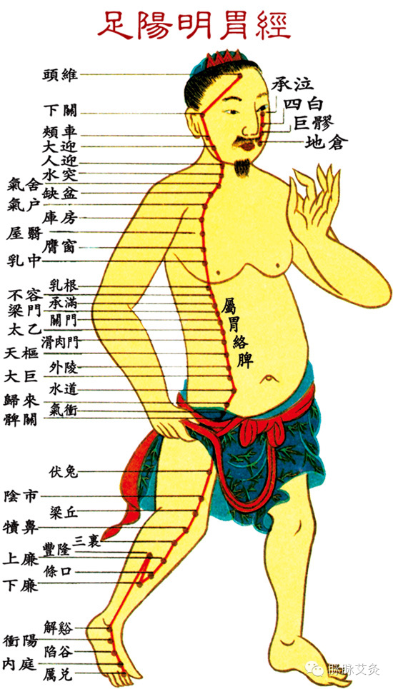 12, 足阳明胃经