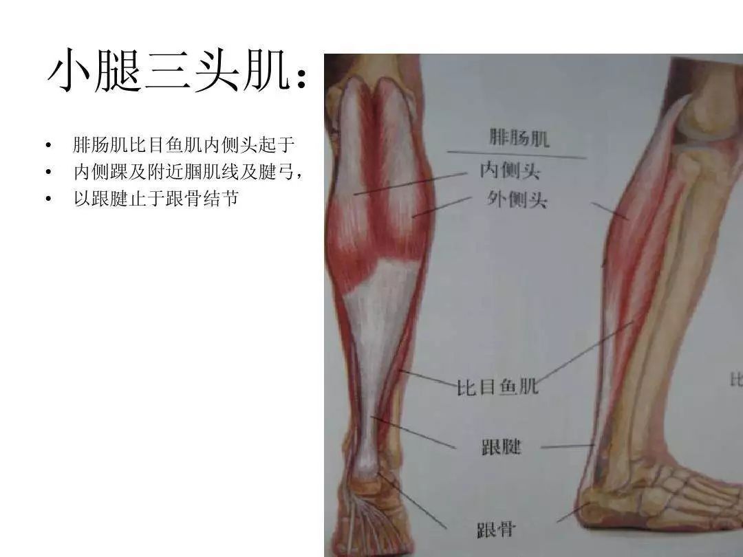 纯干货肌肉失衡的评估与治疗扬达疗法文末附彩蛋