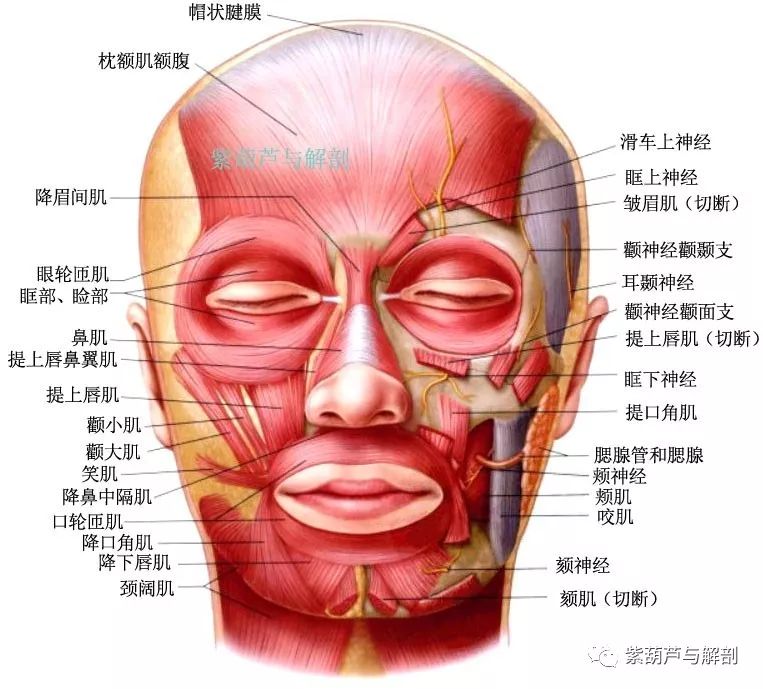 面部肌肉解剖