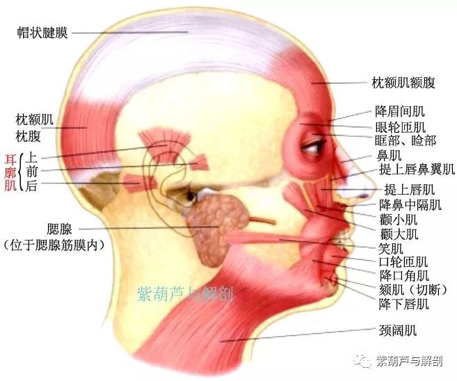 枕额肌:从上项到眉弓覆盖整个颅穹隆顶部.