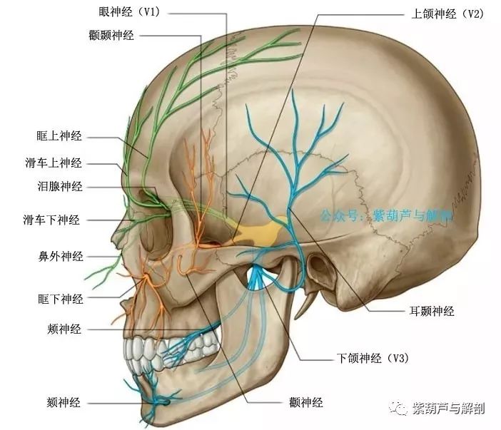 四,面神经分布示意图 (完)