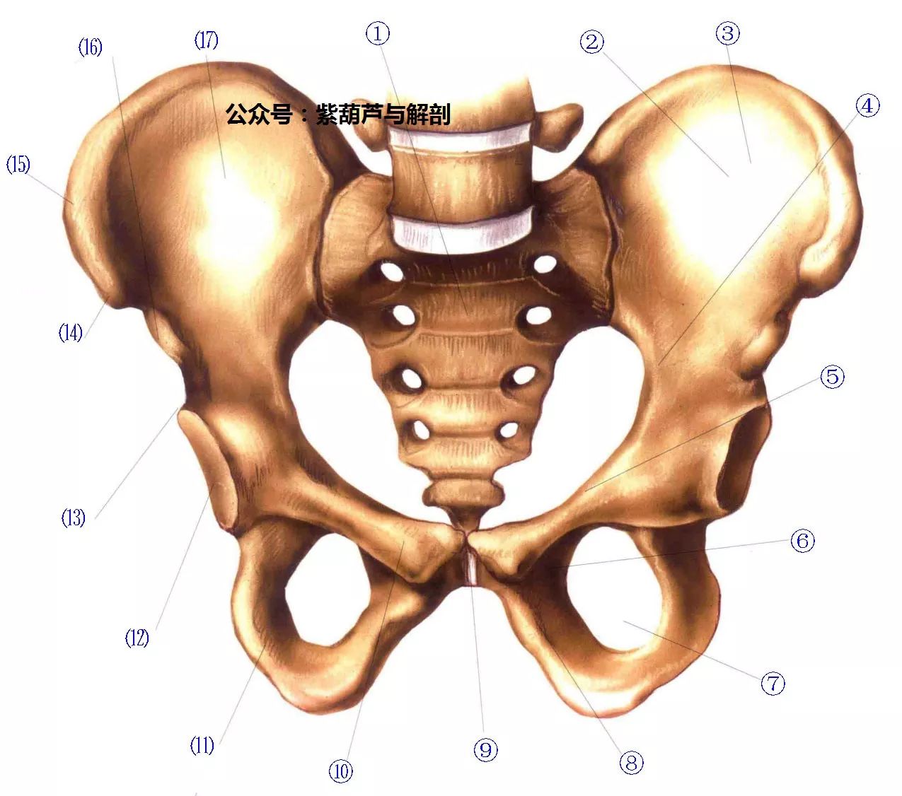 骨骼系统 | 骨盆3d解剖视频结合文字描述