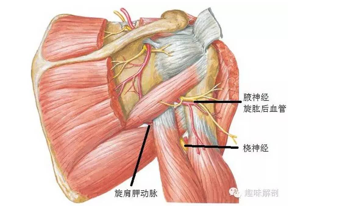 桡神经相关解剖和疾病