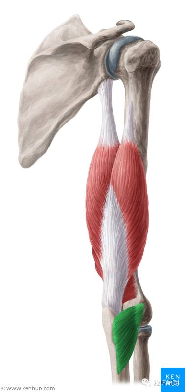 (1)肱桡肌 起点为肱骨外侧髁,止点为桡骨茎突,作用为屈肘关节