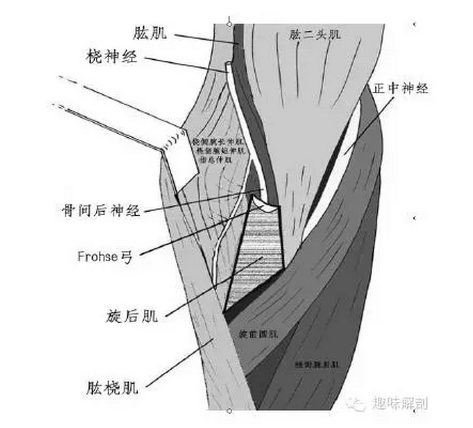 桡神经相关解剖和疾病