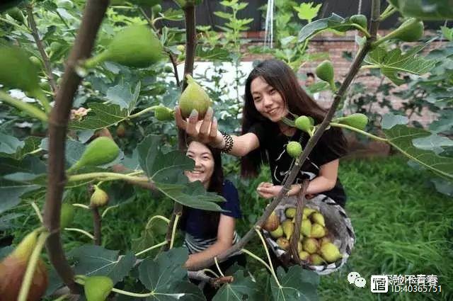 【原】美女吃水果十多年, 不知道果树长什么样, 很多人看后都沉默了