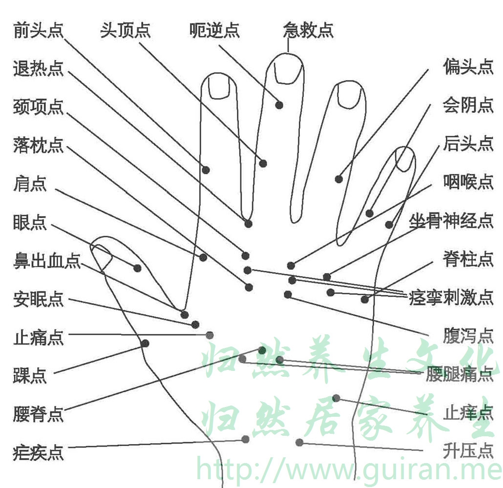 反射区与全息图——【手掌部】