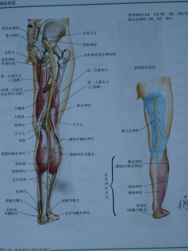 骨骼肌肉神经动态解剖图大全建议收藏