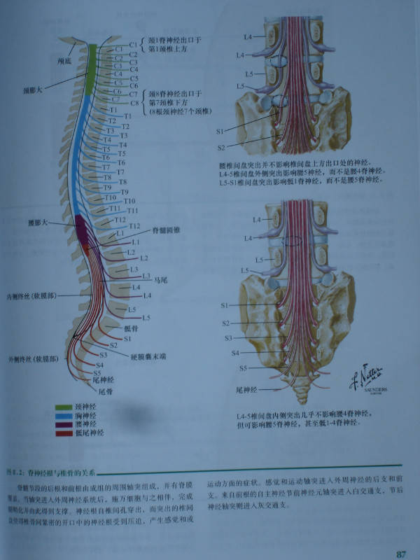 骨骼/肌肉/神经/动态解剖图大全,建议收藏!