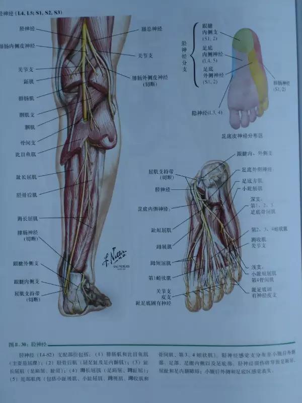 骨骼肌肉神经动态解剖图大全建议收藏