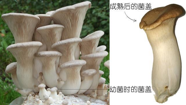 刺芹侧耳pleurotus eryngii,俗称 杏鲍菇,香港叫 鸡肶菇,侧耳科侧耳属