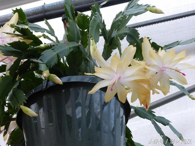 仙人指状的蟹爪兰,与昙花有一点相似.