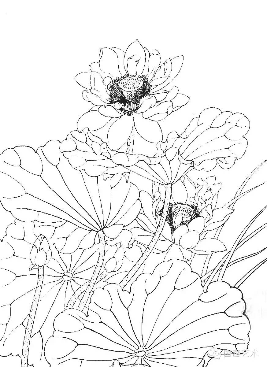 出水莲纯音乐 - 养生音乐 ★ 美术教学示范作品:荷花白描画稿 金建成