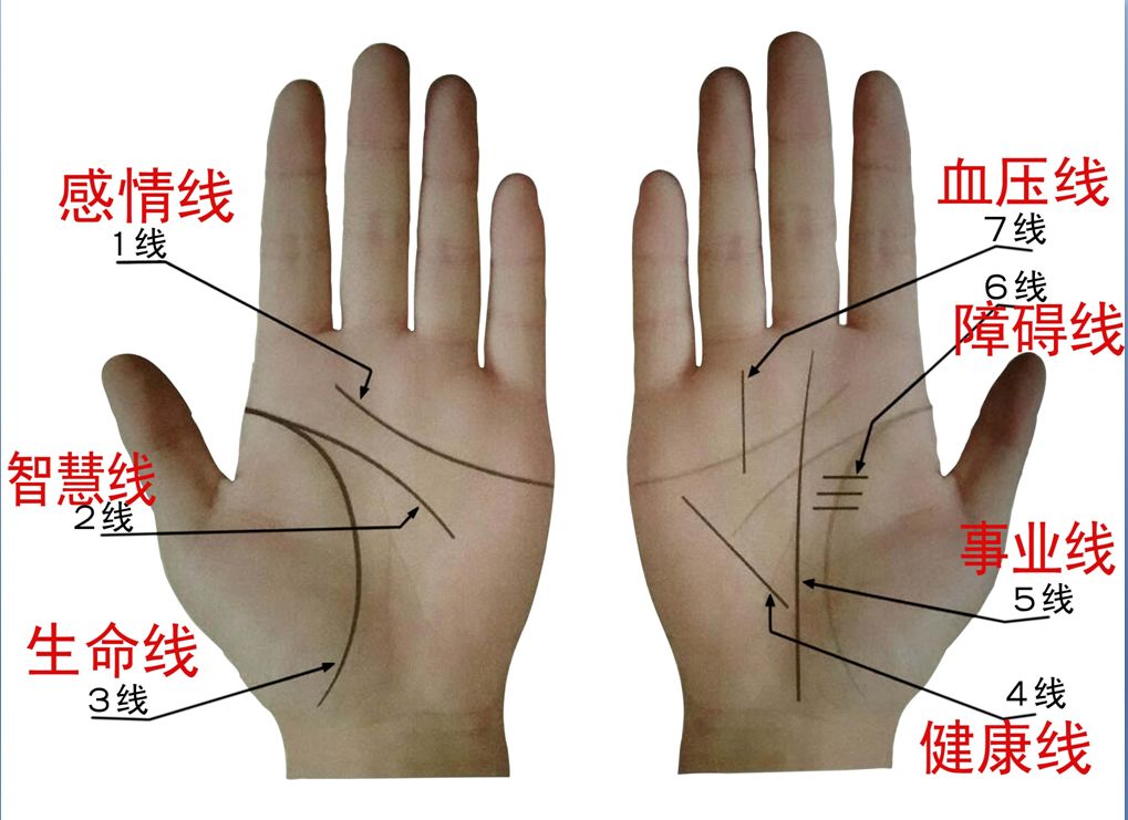 七天学会手诊掌纹十四线之一至七线