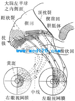 神经系统的感觉分析功能:丘脑,感觉投射系统,大脑皮层,痛觉