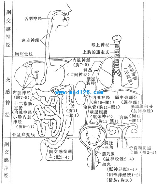 图10-28 内脏痛觉的神经支配