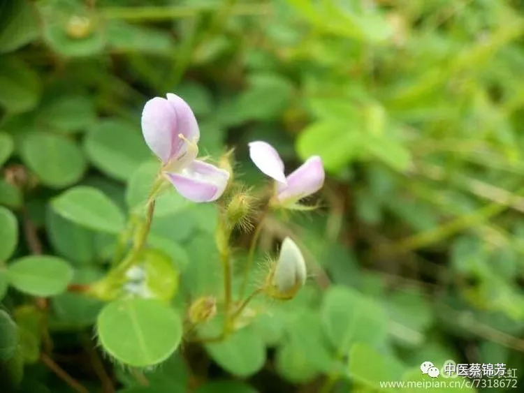 茶油外涂能治鸡屎堆,偏方联用可克蛇窜疮|本草江湖第706期