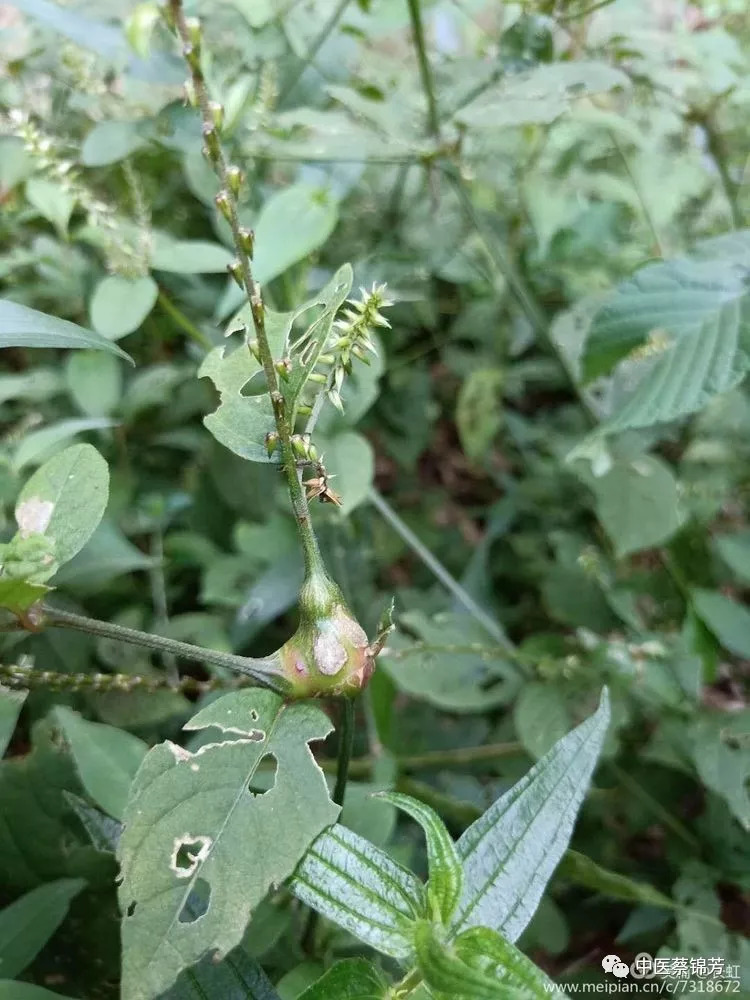 茶油外涂能治鸡屎堆,偏方联用可克蛇窜疮|本草江湖第706期