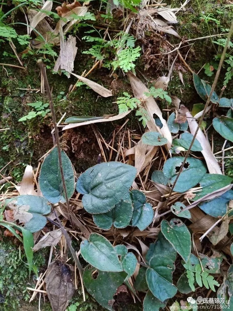 茶油外涂能治鸡屎堆,偏方联用可克蛇窜疮|本草江湖第706期