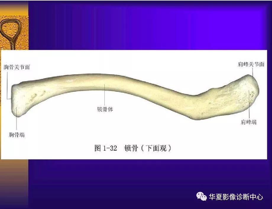 人手必备—超实用的骨解剖图