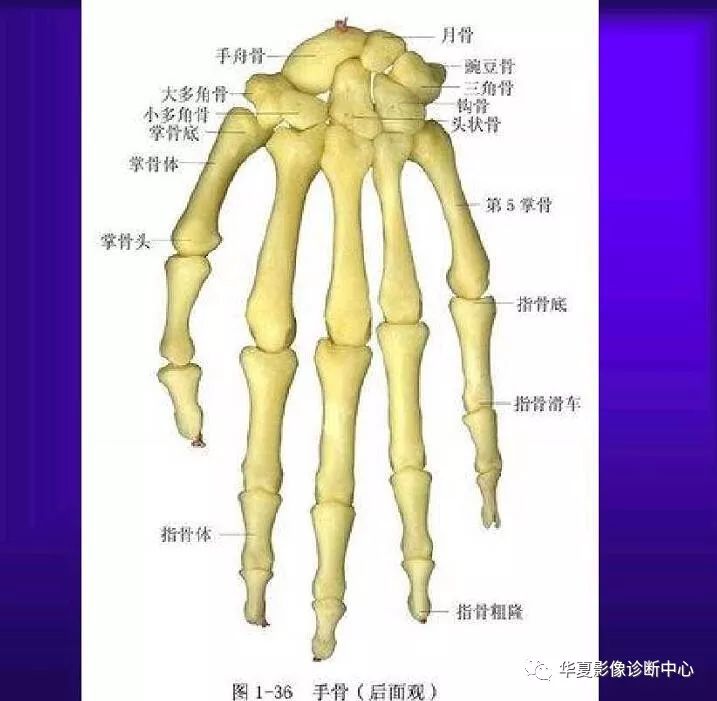 人手必备—超实用的骨解剖图