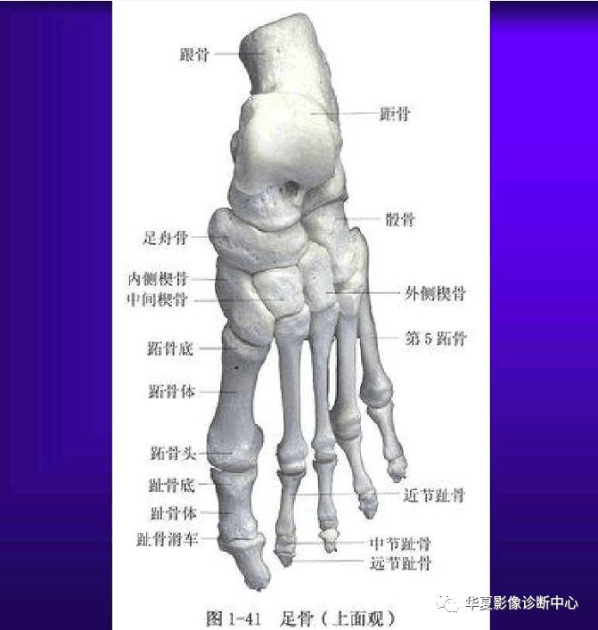人手必备—超实用的骨解剖图