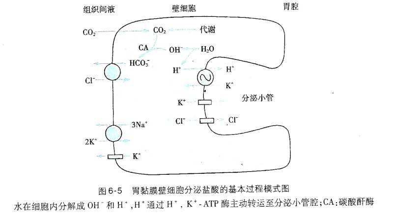 壁细胞分泌盐酸的基本过程如图6-5所示:壁细胞分泌的h 来自细胞内水的