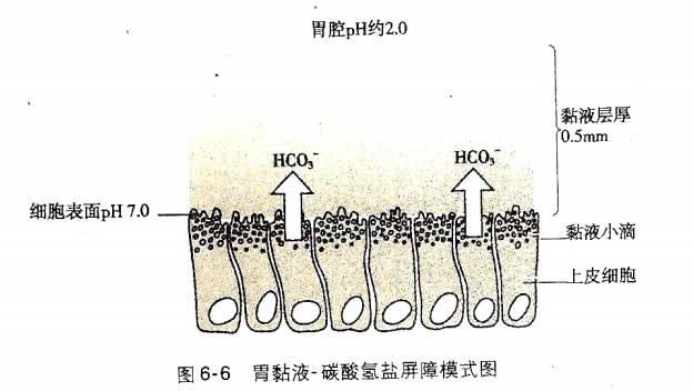 生理学┃胃内消化一胃液的分泌