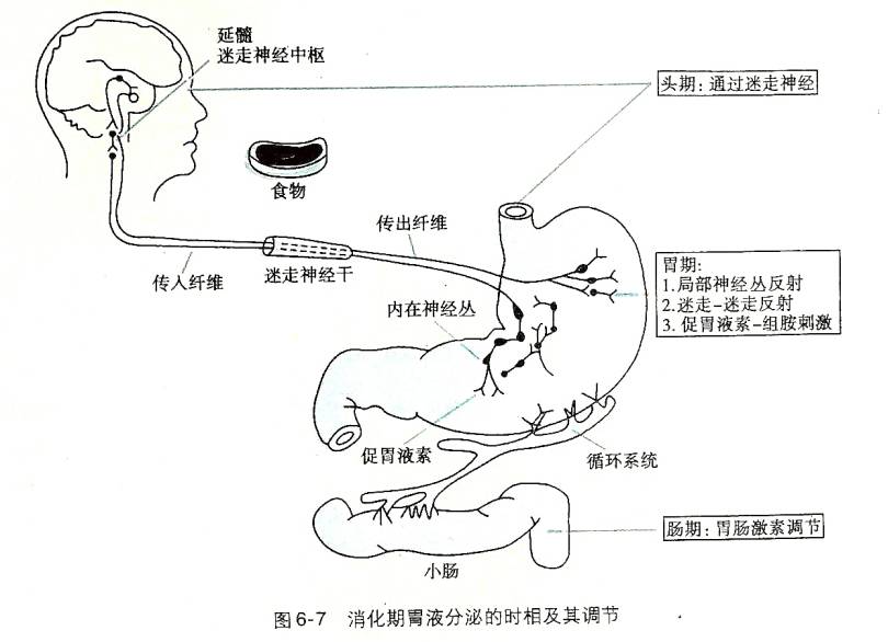 生理学┃胃内消化一胃液的分泌