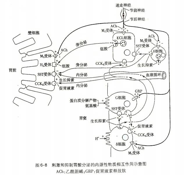 (2)组胺:组胺(histamine)具有极强的促胃酸分泌作用.