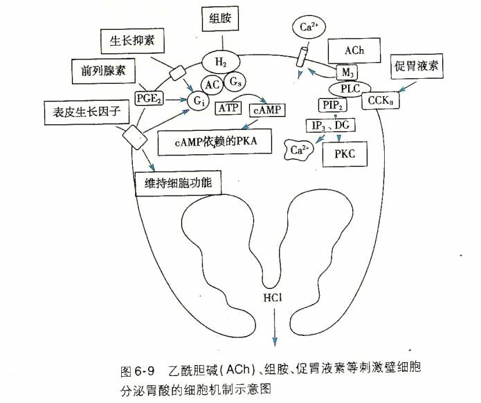 引起壁细胞分泌胃酸的大多数刺激物均能促进主细胞分泌胃蛋白酶原及