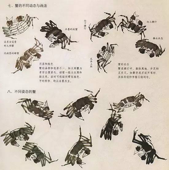 中国国画技法—螃蟹的画法步骤:先以深墨画出背壳中间一笔.