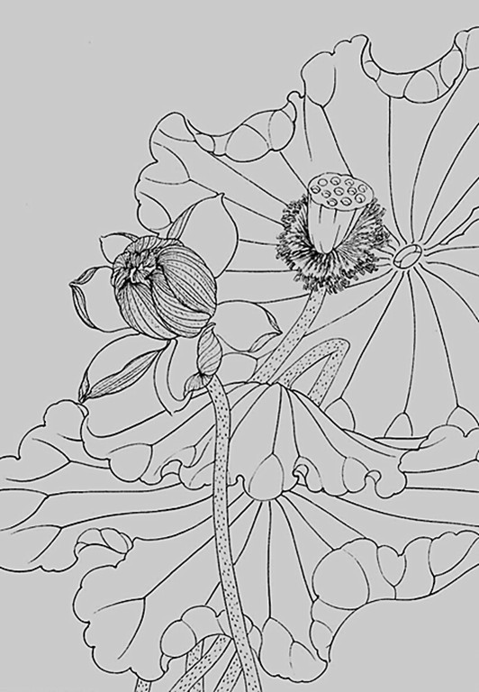 名家白描花鸟之荷花篇