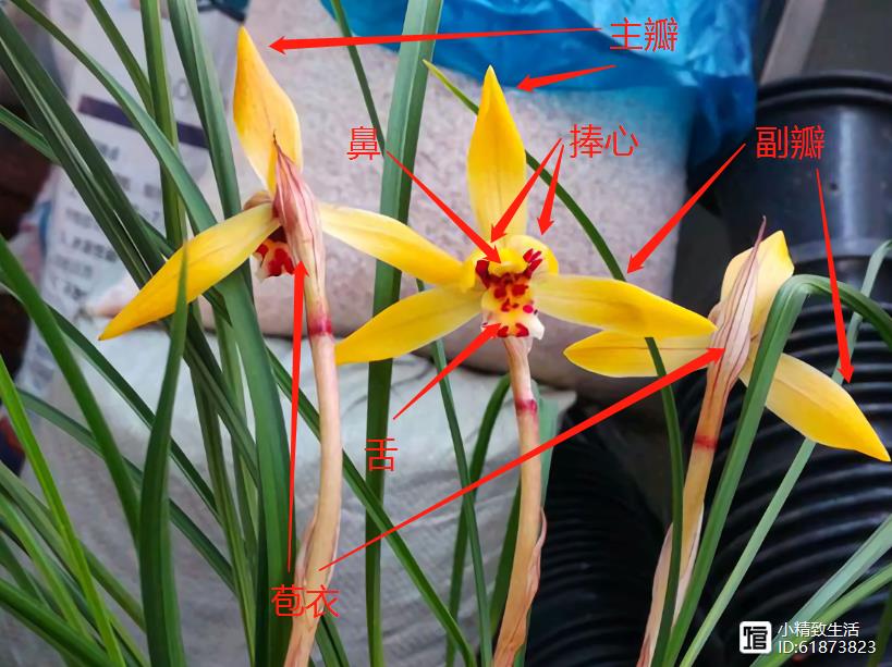原扫盲贴兰花各部位术语解读新手兰友这回弄懂了