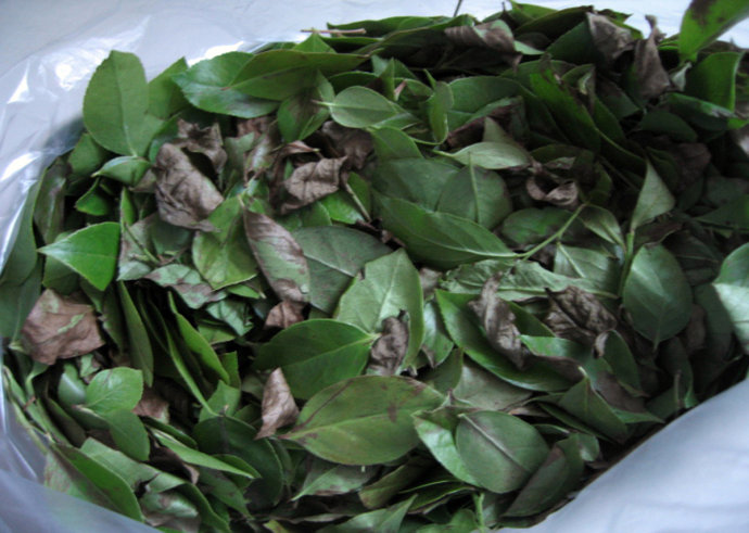 乌饭树叶【备注】浙北,皖东,苏南有四月初八"乌饭节",畲族,闽北三月