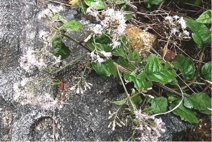 中草药图片大全 >> 外科用药 >> 阑尾炎用药篇[好网角