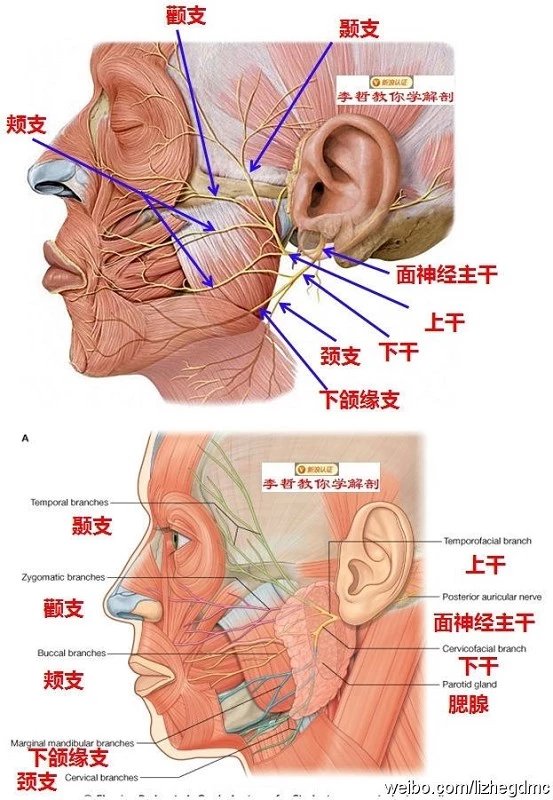 最美医学解剖图