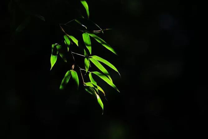 庭院里花草竹石满目, 阴凉处青翠菖蒲茸茸, 闲来,一壶清茶, 约三五