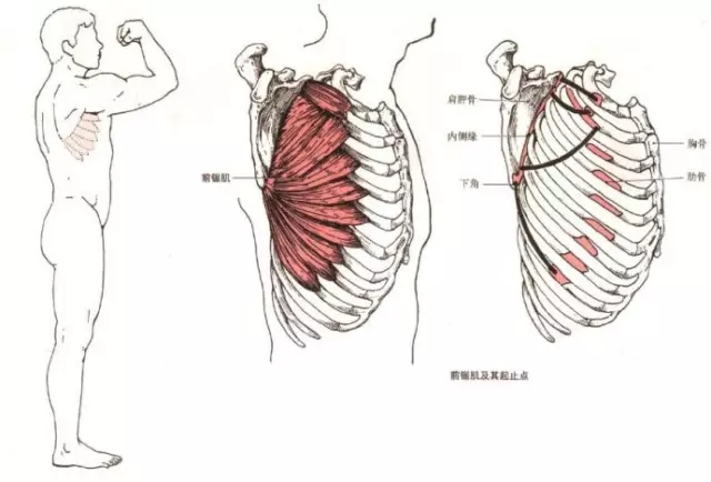 前锯肌有什么作用前锯肌最好的锻炼方法动态图