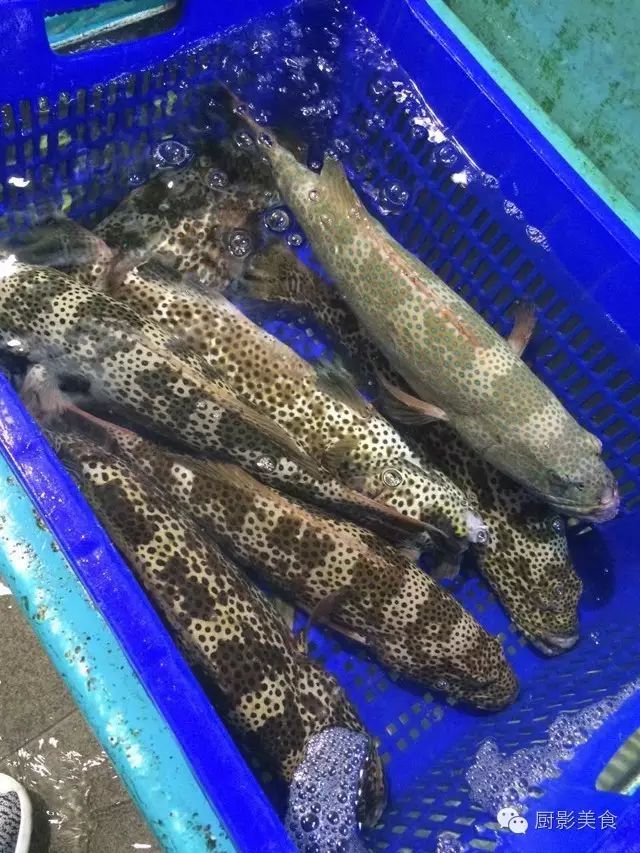 西星斑,又称西星,也叫蓝点石斑,莹点石斑,身上布满蓝色或黑色斑点,1条