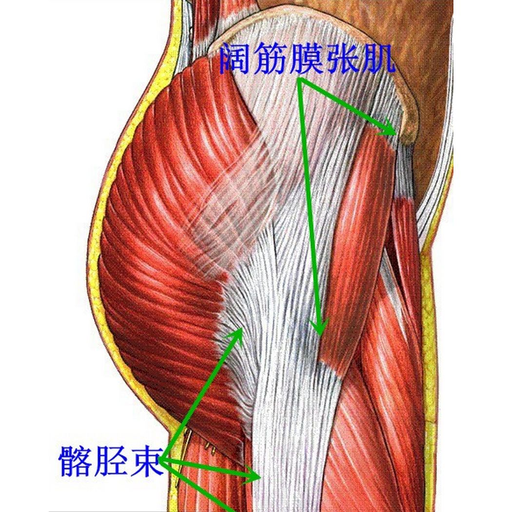 每日一肌:髋膝痛伴弹响之阔筋膜张肌