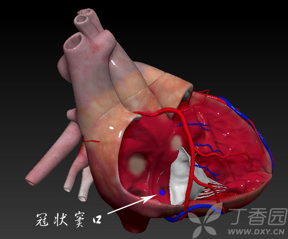 虫哥说图系列2心脏的血管解剖动脉篇静脉篇精华