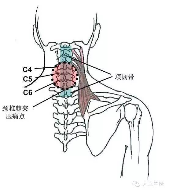 前斜角肌起始于颈椎横突上面,抵止于第一肋骨上.